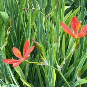 Photo of the plant species Blackberry Lily by @StackedMango80 named Drake on Greg, the plant care app