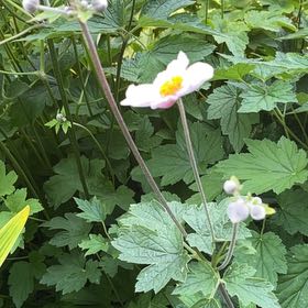 Photo of the plant species Eriocapitella hupehensis by @StackedMango80 named Bigleef Smalls on Greg, the plant care app