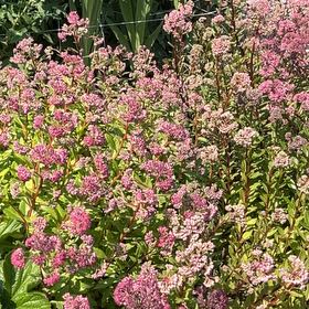 Photo of the plant species Rose Meadowsweet by @StackedMango80 named Tree Diddy on Greg, the plant care app