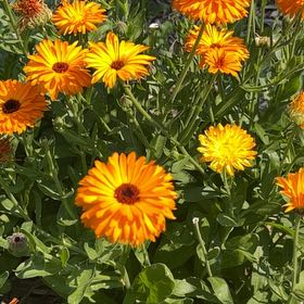 Photo of the plant species Marigold by @StackedMango80 named Navajo on Greg, the plant care app