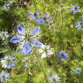 Photo of the plant species Devil in the Bush by @StackedMango80 named Girlfrond on Greg, the plant care app