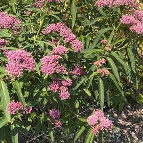 Photo of the plant species Asclepias Incarnata by @StackedMango80 named Dolores on Greg, the plant care app