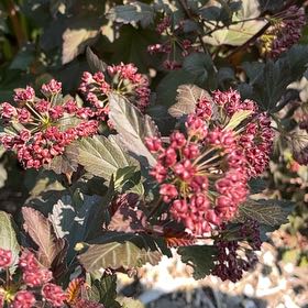 Photo of the plant species Common Ninebark by @StackedMango80 named Bella on Greg, the plant care app