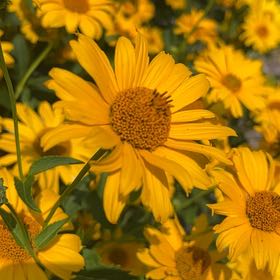 Photo of the plant species Smooth Oxeye by @StackedMango80 named Luna on Greg, the plant care app