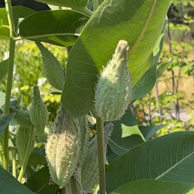 Photo of the plant species Asclepias Syriaca by @StackedMango80 named Walt on Greg, the plant care app