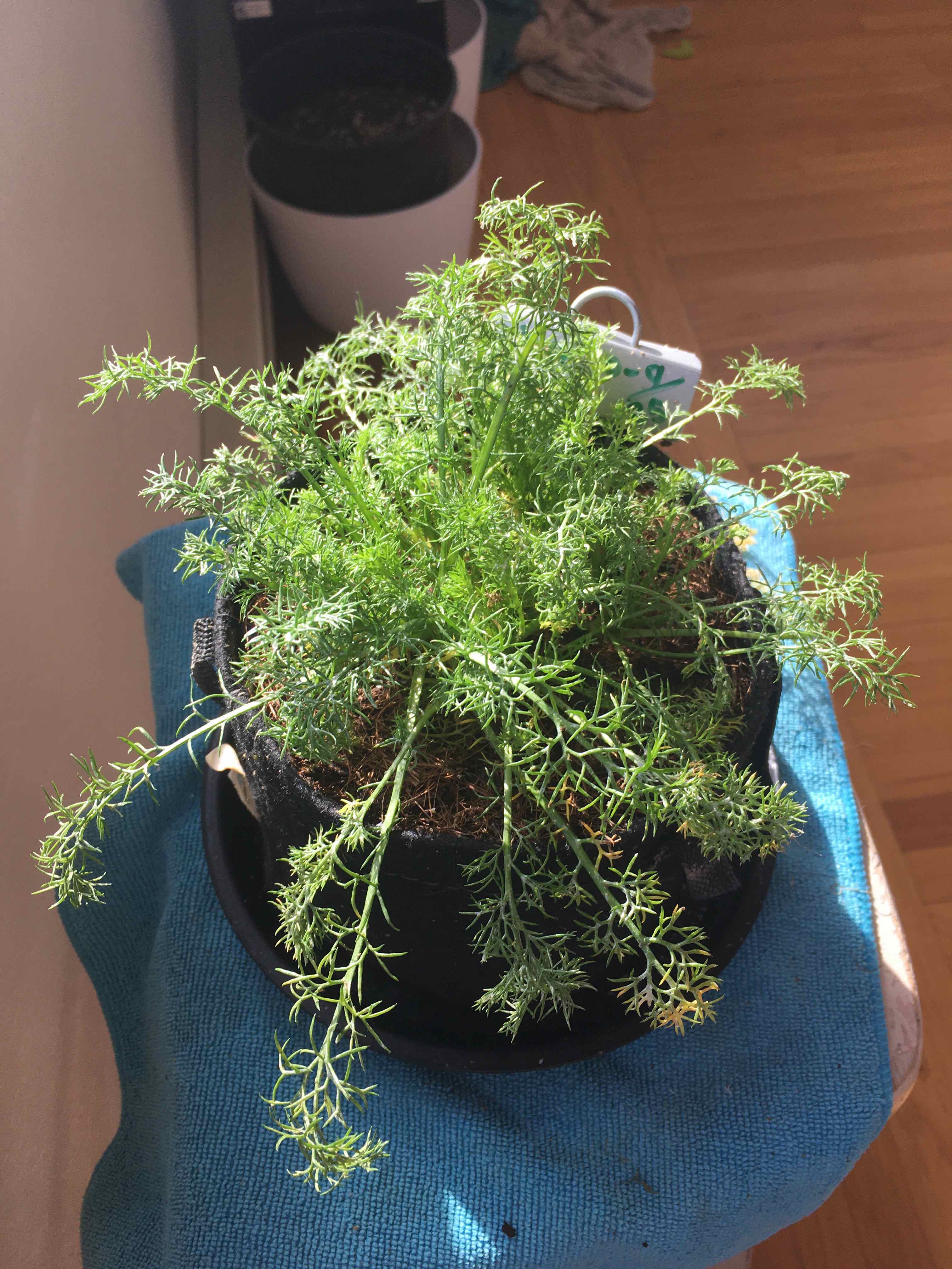Potted Chamomile plant with green foliage, visible soil, well-framed and in focus.