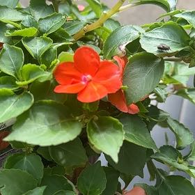 Photo of the plant species Impatiens 'Beacon Orange' by @VipEarthalmond named Harry on Greg, the plant care app