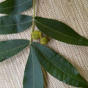 Photo of the plant species Pignut Hickory by @PureLithops67 named Lebron on Greg, the plant care app