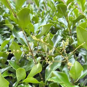 Photo of the plant species Waxleaf Privet by @PureLithops67 named Rihanna on Greg, the plant care app