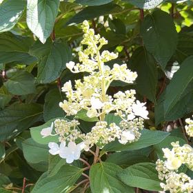 Photo of the plant species Hydrangea Paniculata by @PureLithops67 named Leonardo on Greg, the plant care app