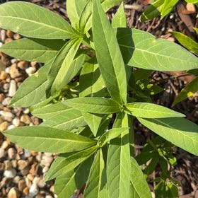 Photo of the plant species Asclepias Incarnata by @PureLithops67 named Xena on Greg, the plant care app
