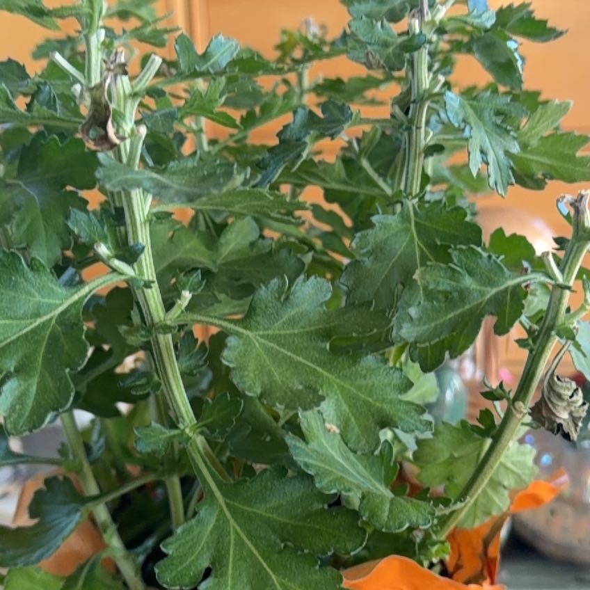 Photo of the plant species Chrysanthemum by @Reborn named Chrys on Greg, the plant care app