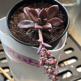 Photo of the plant species Echeveria 'Red Licorice' by @SeñoraPlantas named Ruby on Greg, the plant care app