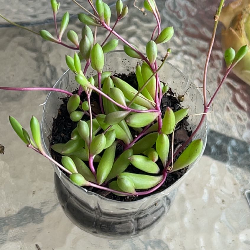 Photo of the plant species Othonna Capensis Ruby Necklace by @SeñoraPlantas named Ruby on Greg, the plant care app