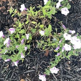 Photo of the plant species Spreading Phlox by @SunkissedTawa named Rainier on Greg, the plant care app