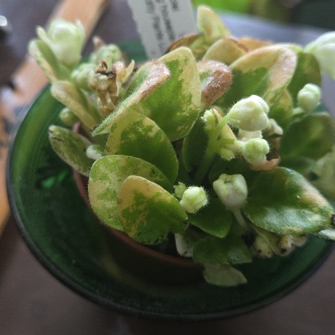 Photo of the plant species Mini African Violet by @PureSweetsop54 named Snow Drop on Greg, the plant care app