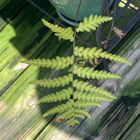 Photo of the plant species Wing Fern by @VipKawaka47 named Hamilton on Greg, the plant care app