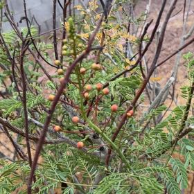 Photo of the plant species Multiflora Rose by @SuperCowvine92 named Gaga on Greg, the plant care app
