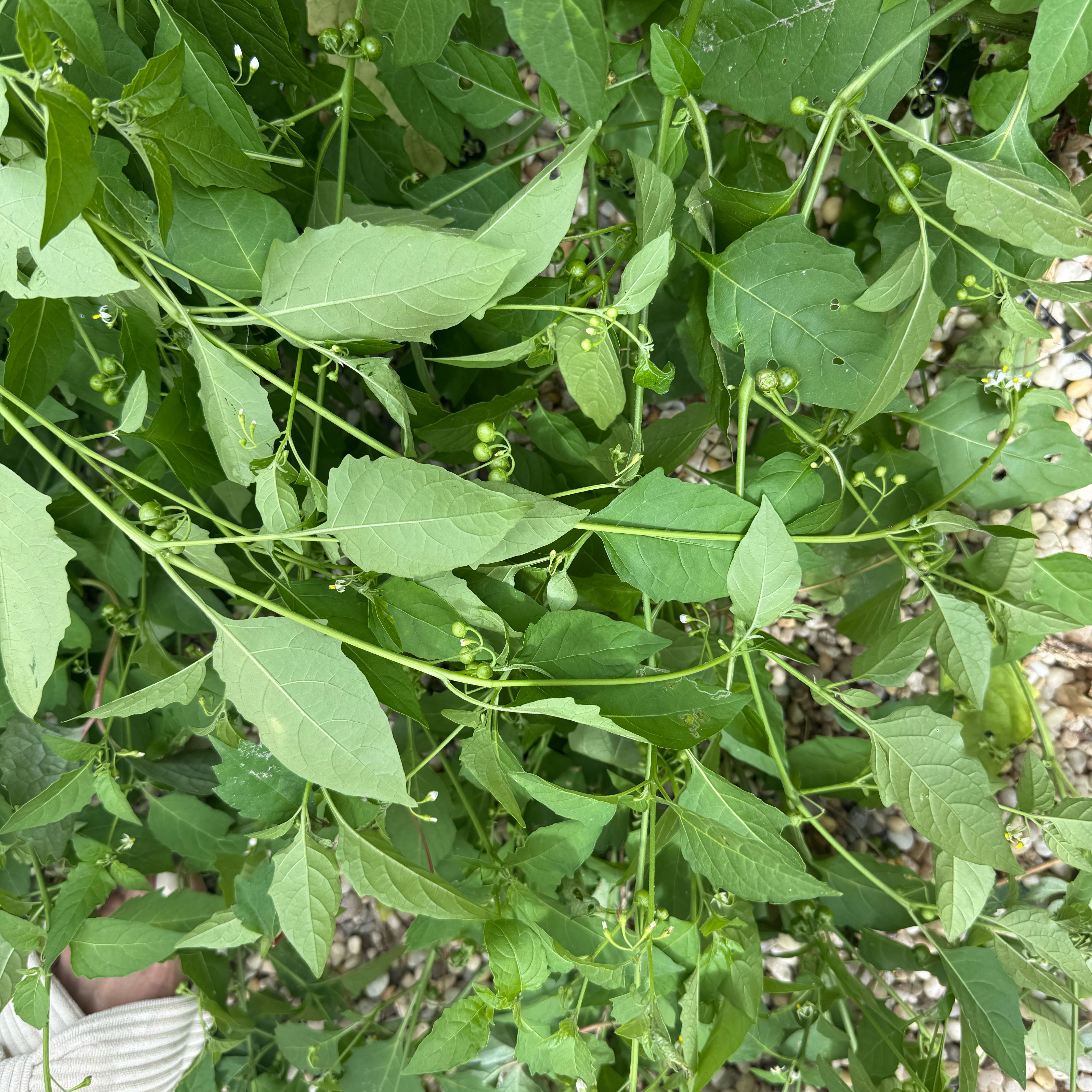 Photo of the plant species European Spindle by @UnbiasedLemon56 named Gregarious on Greg, the plant care app