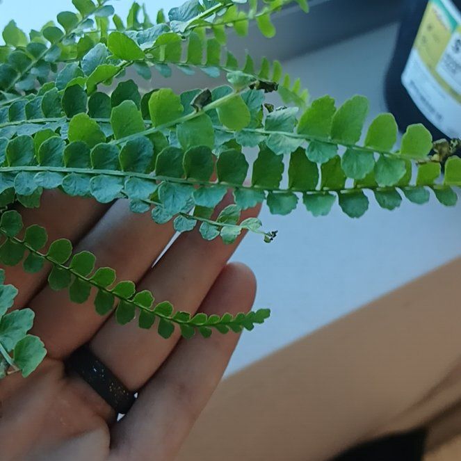 Photo of the plant species Ceterach Officinarum by @EducatedLemon36 named Sigmund on Greg, the plant care app