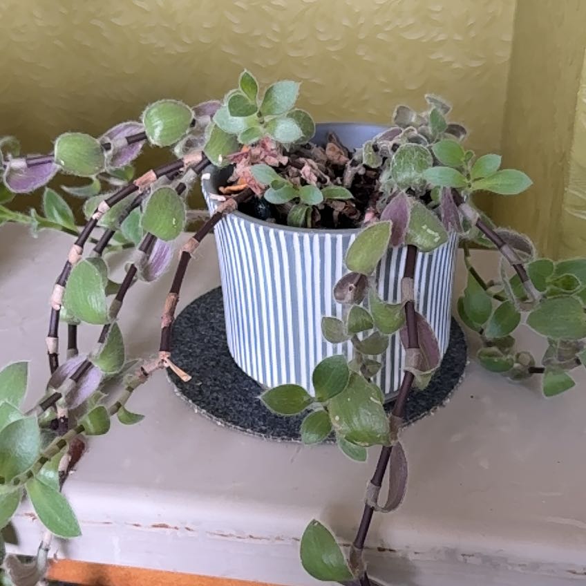 Photo of the plant species Tradescantia 'Maiden's Blush' by @FancierPuriri23 named Orwell on Greg, the plant care app