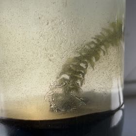 Photo of the plant species American Pondweed by @LushBaytree4 named Plato on Greg, the plant care app