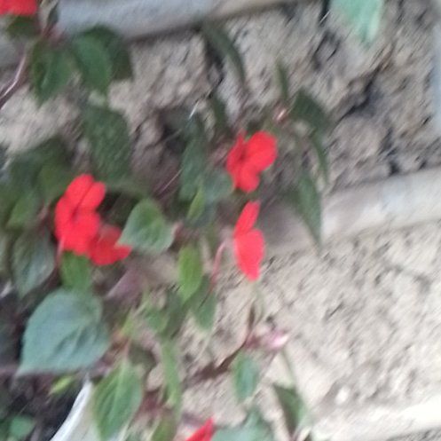 Photo of the plant species Buzzy Lizzy by @CozyBalticivy16 named Beckham on Greg, the plant care app