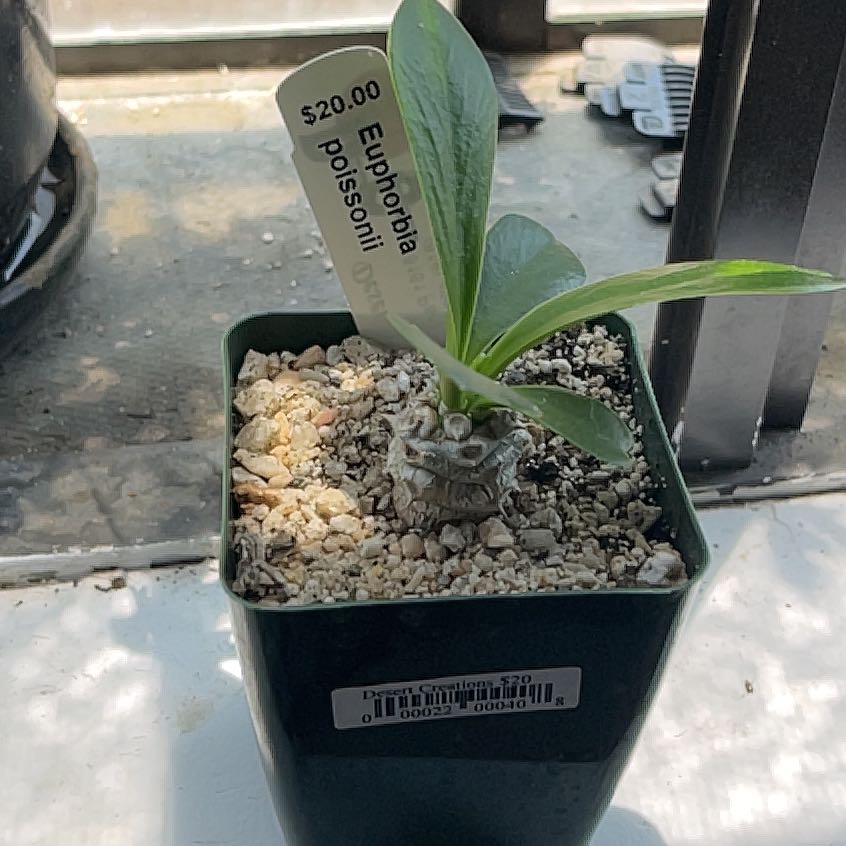 Photo of the plant species Euphorbia poissonii by @ChicMiro61 named Jeremy on Greg, the plant care app