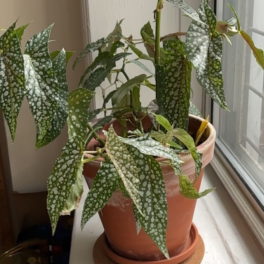Photo of the plant species Polka dot begonia by @AvidSeaaster96 named Leaf Erickson on Greg, the plant care app