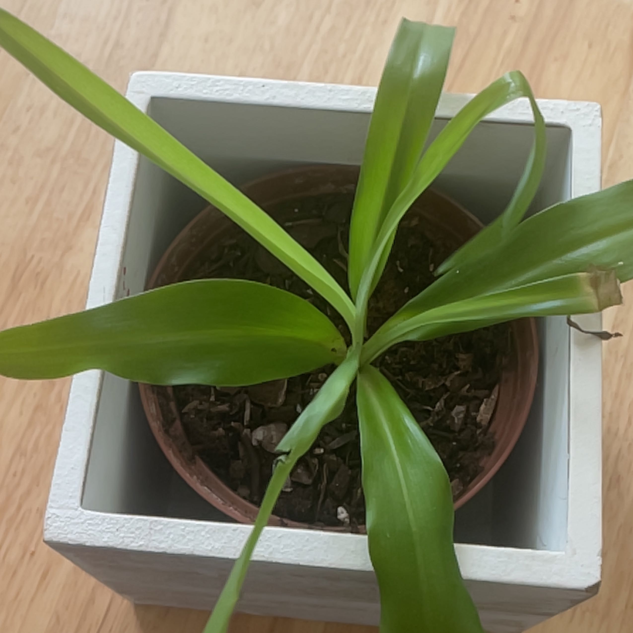 Photo of the plant species Tradescantia 'Sweet Kate' by @HoorayAlbo13 named Hemingway on Greg, the plant care app