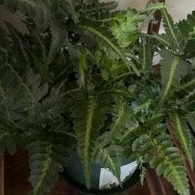 Photo of the plant species East Indian Holly Fern by @IdolTievine91 named Kesha on Greg, the plant care app