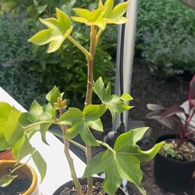 Photo of the plant species Ivy Tree by @NumberoneAgave0 named Mollie on Greg, the plant care app