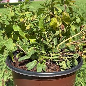 Photo of the plant species Salvia 'Noble Knight' by @HardyRedlog96 named Bella on Greg, the plant care app
