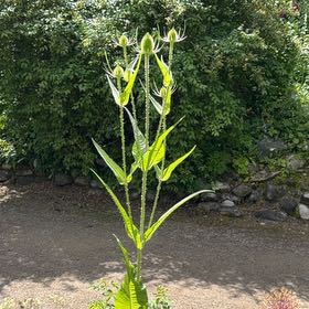 Photo of the plant species Common Teasel by @SaluteFoxgrape named Rihanna on Greg, the plant care app
