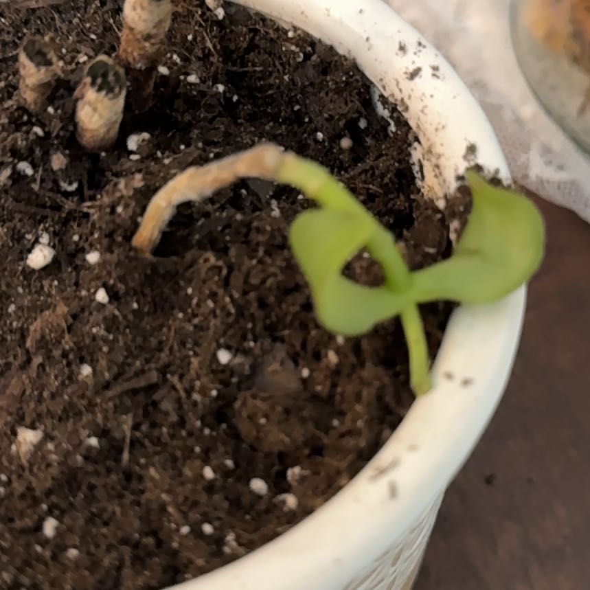 Photo of the plant species Ripple Jade by @FestalBroccoli named Jade on Greg, the plant care app