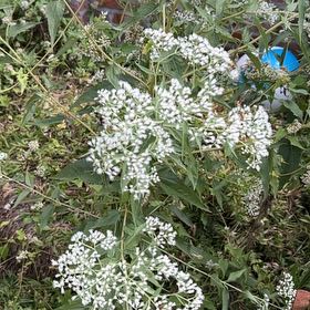 Photo of the plant species White Crownbeard by @CuriousWildyam named Luna on Greg, the plant care app