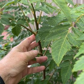 Photo of the plant species Golden Rain Tree by @CuriousWildyam named Winston on Greg, the plant care app
