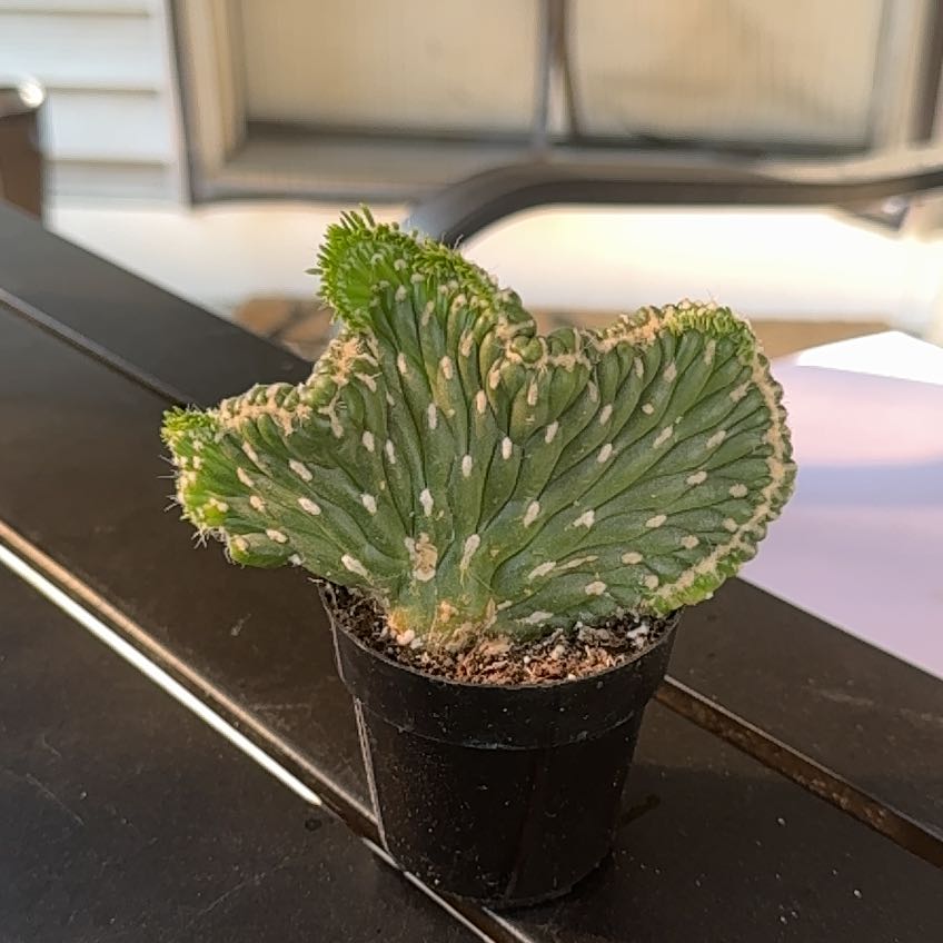 Photo of the plant species Opuntia 'Emerald Idol' by @AdroitlyMiro named Hamilton on Greg, the plant care app