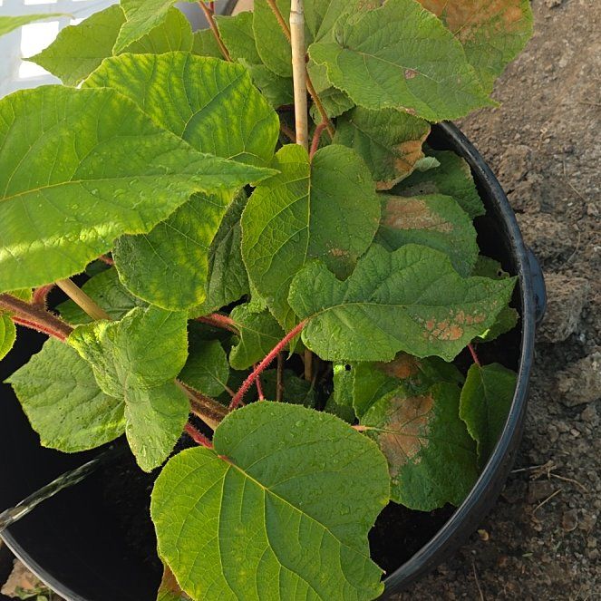 Photo of the plant species Kiwi Fruit by @KeyOleander59 named Zion on Greg, the plant care app