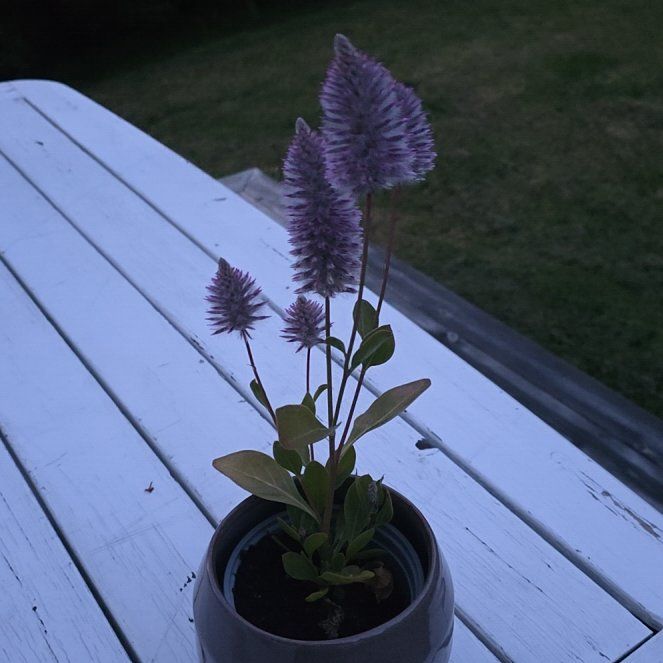 Photo of the plant species Pink Mulla Mulla by @AlertVaccaria4 named Harry on Greg, the plant care app