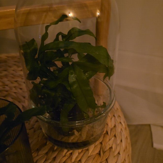 Photo of the plant species Chrissy Fern by @AlertVaccaria4 named Forrest on Greg, the plant care app