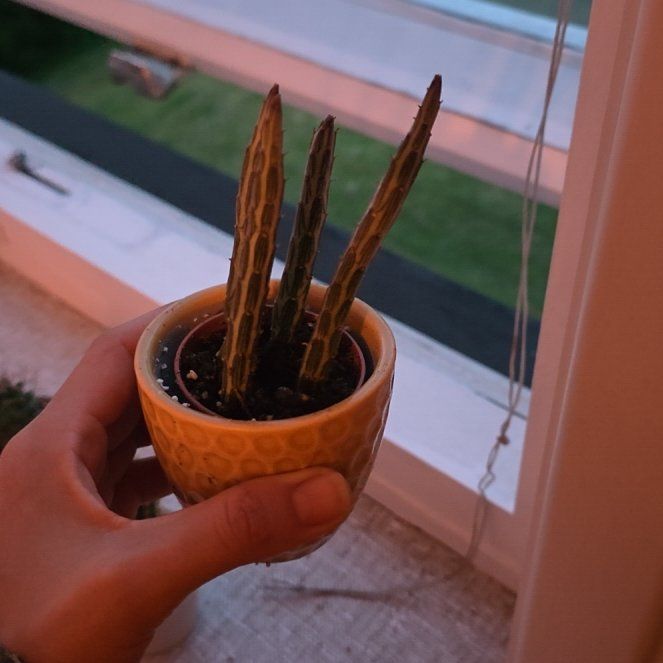 Photo of the plant species Inch Worm by @AlertVaccaria4 named Zeus on Greg, the plant care app