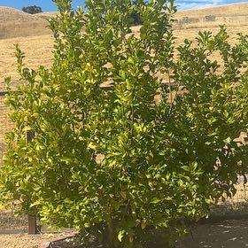 Photo of the plant species Eureka Lemon by @SnappySedge72 named Daphne on Greg, the plant care app