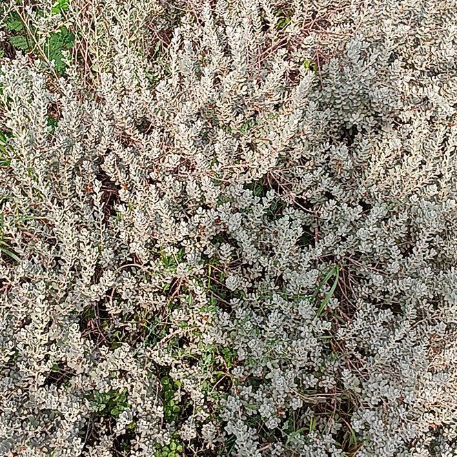 Photo of the plant species Crossleaf Heath by @UpfrontCowvine named Planty on Greg, the plant care app