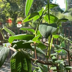 Photo of the plant species Princess flower by @SingularCardoon named Ulysses S Plant on Greg, the plant care app