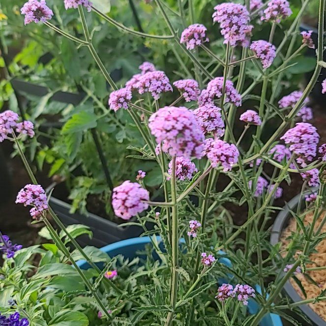 Photo of the plant species Verbena 'Meteor Shower' by @YesMullein70 named Queen on Greg, the plant care app