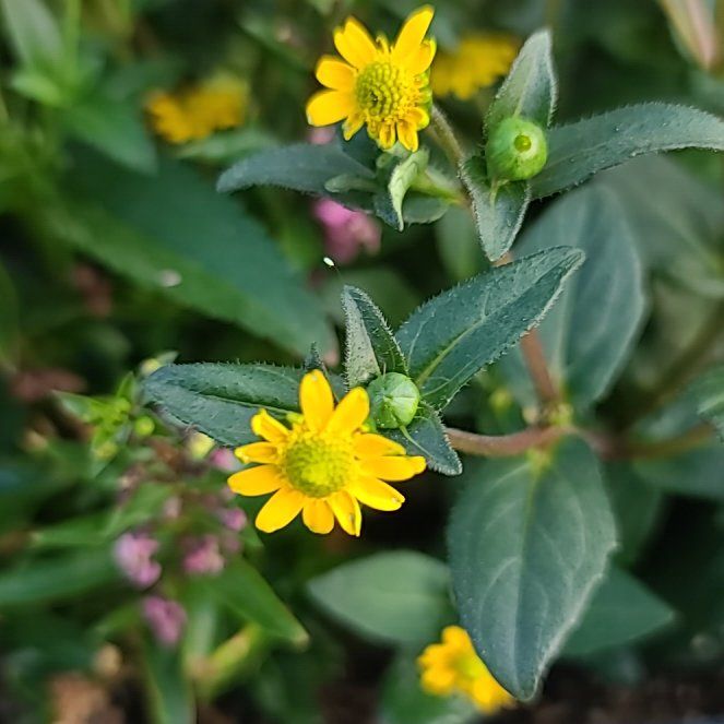 Photo of the plant species Mexican Creeping Zinnia by @YesMullein70 named Lola on Greg, the plant care app