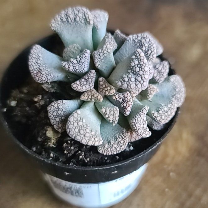Photo of the plant species Titanopsis 'Red Spur' by @YesMullein70 named Beyonce on Greg, the plant care app