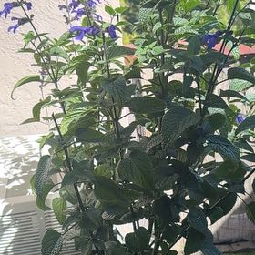 Photo of the plant species Black and Blue Salvia by @KeyWildtea98 named Sir Plancelot on Greg, the plant care app