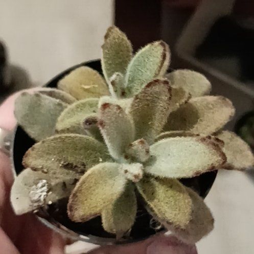 Photo of the plant species Kalanchoe by @LavishMoss48 named Sonora on Greg, the plant care app